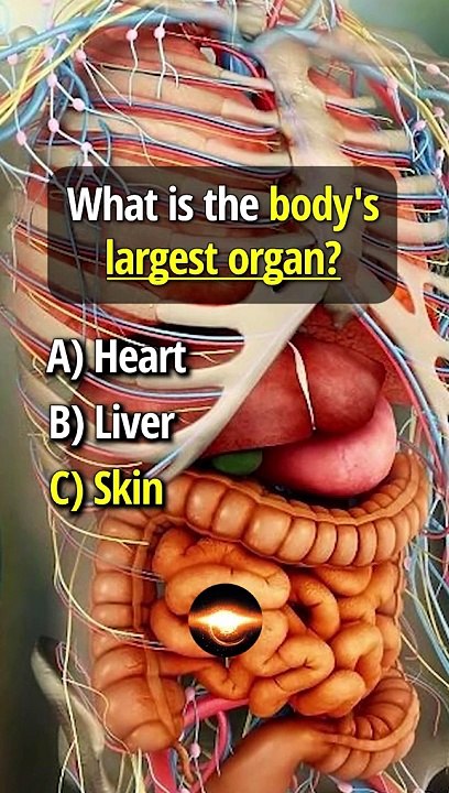 QuizTime: Quick Quizzes!