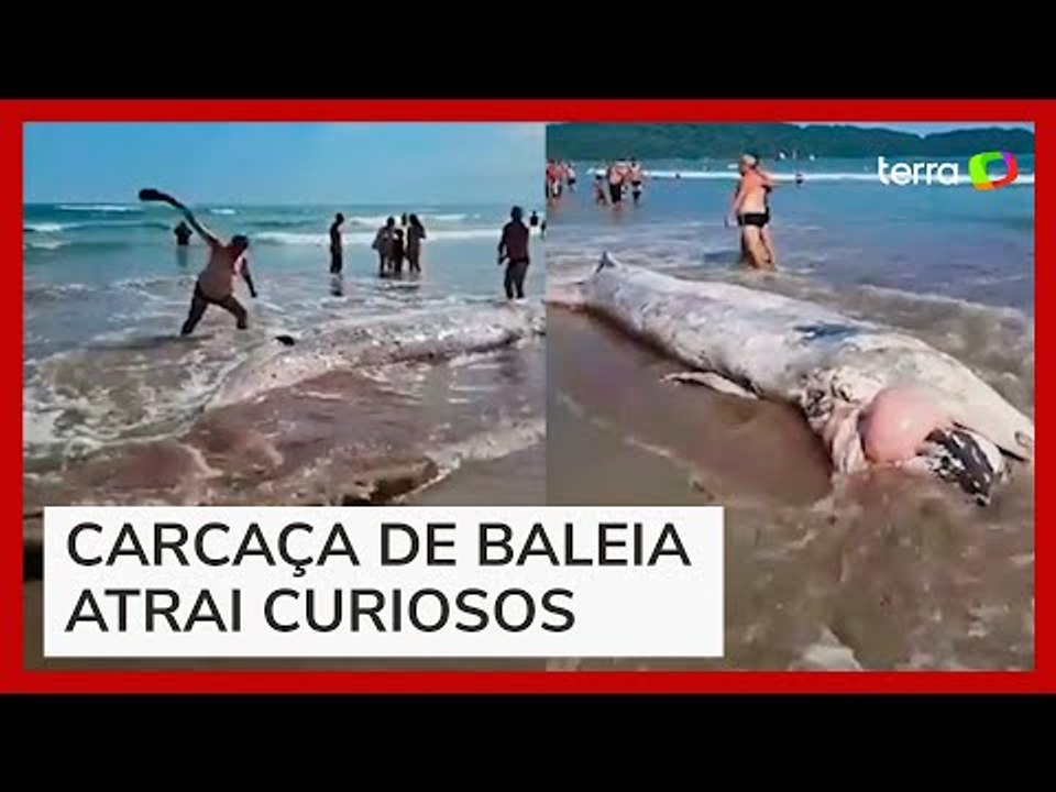 Baleia em decomposição encalha e atrai banhistas no litoral de São Paulo