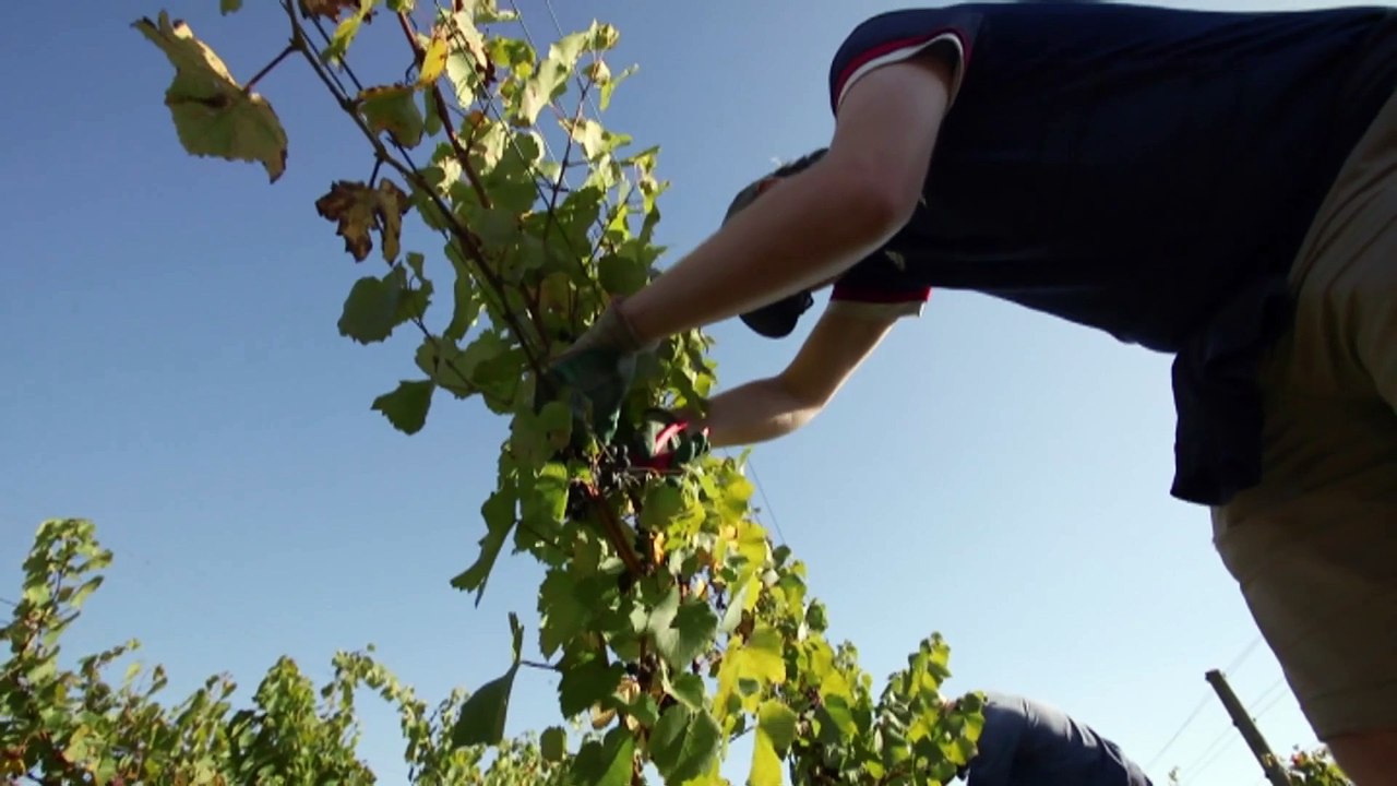 Drought has left King Island farmers with a livestock problem