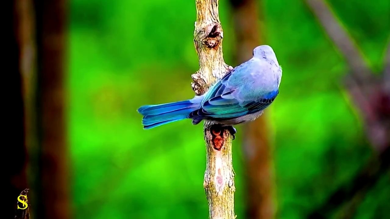 4K HDR 60fps _ Dolby Vision Demo in 2024 _ Beautiful Animals 4k ULTRA HD VIDEO