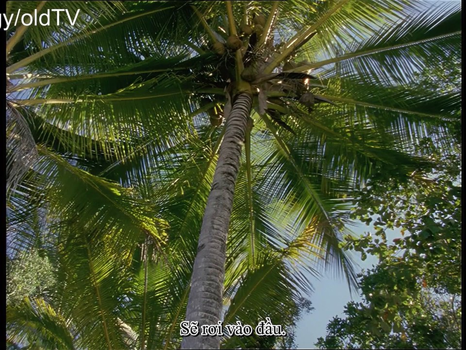 CÔ GÁI ĐẠI DƯƠNG PHẦN 3 TẬP 8 PHỤ ĐỀ VIỆT