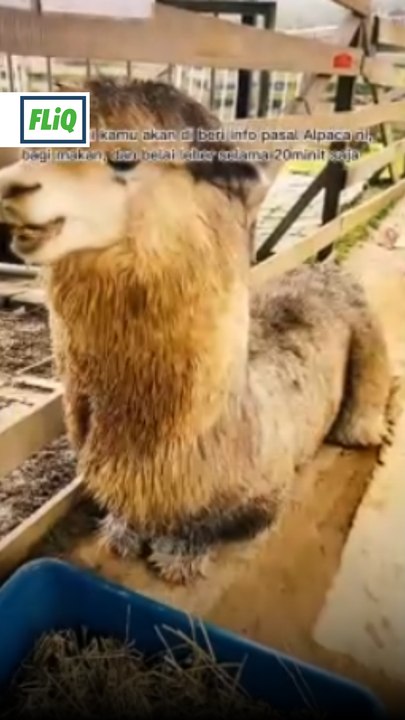 Jom pergi Alpaca