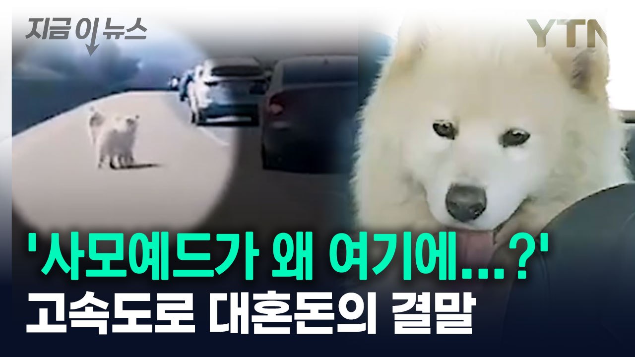 '사모예드가 왜 여기에...?' 고속도로 대혼돈의 결말 [지금이뉴스] / YTN