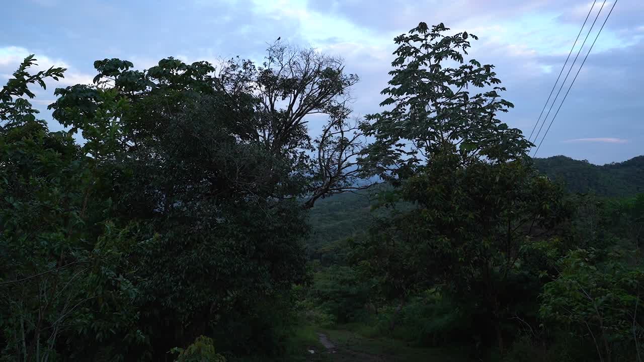 Las semillas nativas del Amazonas