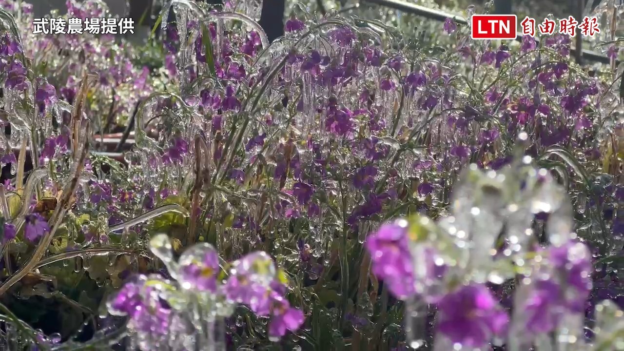 3月天武陵農場結冰了！重現冰晶宮、冰封花美景（武陵農場提供）