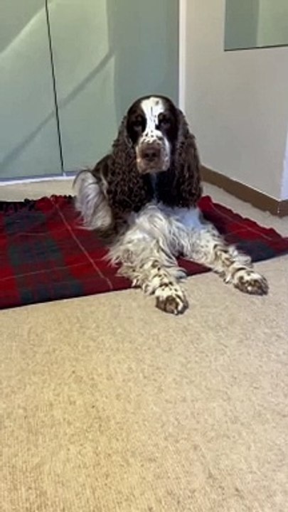 Bonnie Spaniel Is Ready For Bedtime Stories