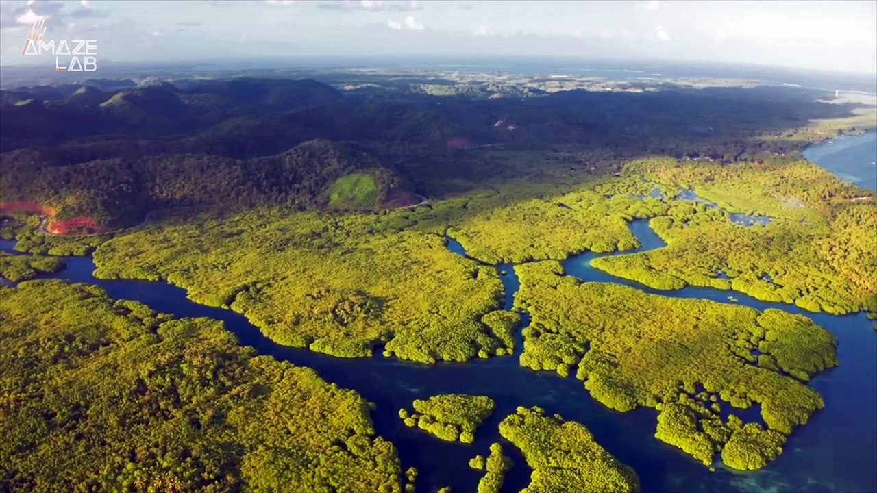 The Earliest Trees to Ever Live On Land Had a Mysterious and Self-Destructive Way of Growing