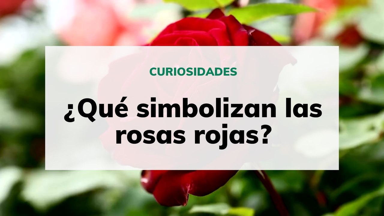 Qué simbolizan las rosas rojas