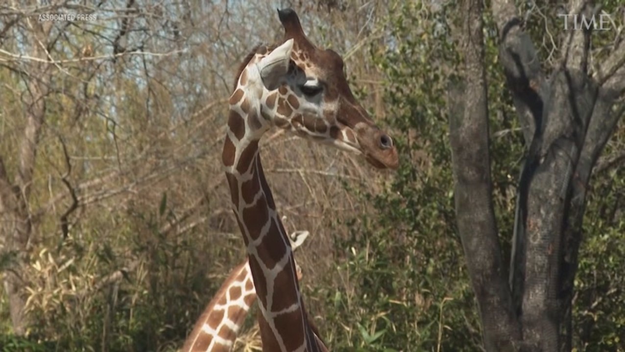 How Do Animals React During a Total Solar Eclipse?