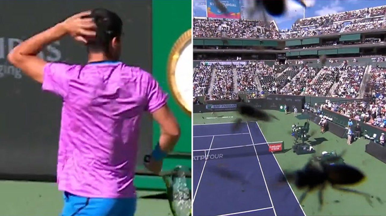 Watch: Carlos Alcaraz swarmed by bees at Indian Wells