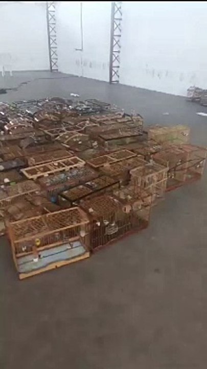 Torneio ilegal de canto de pássaros é interrompido e aves são apreendidas em Marechal Deodoro