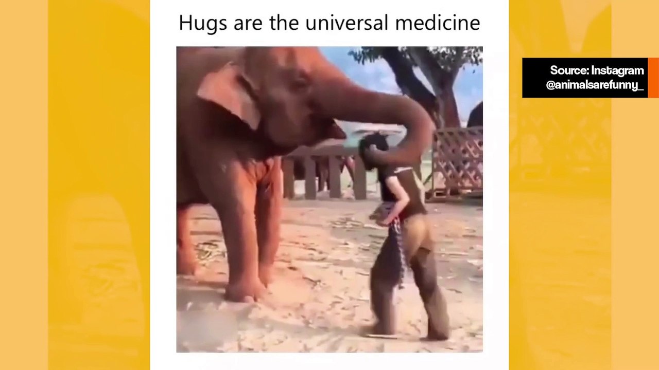 Suloinen video: Kaikenlaiset eläimet rakastavat halauksia