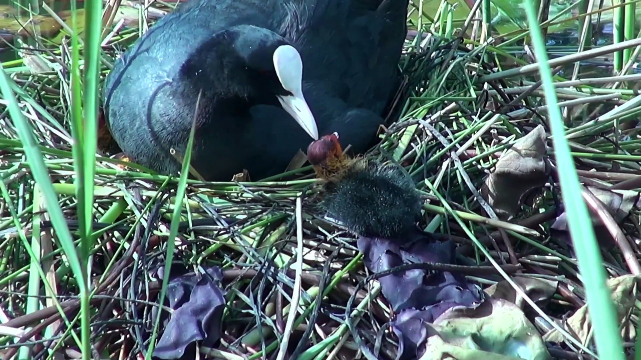 Rediffusion: semaine du 11 mars 2024