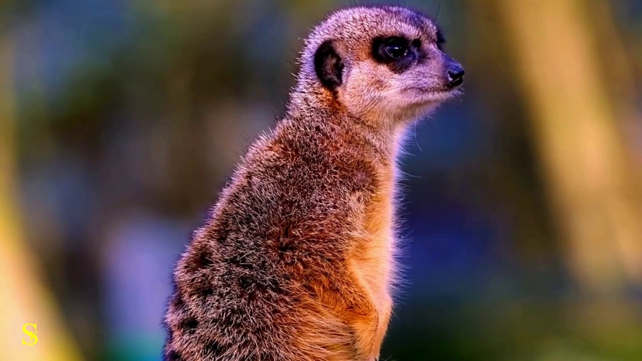 Real 4K HDR 60fps Dolby Vision With Relexing Music _ HDR 4K Real Video