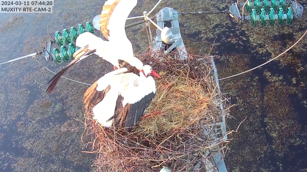 Caméras cigognes 2024 -  sur le nid2, le couple se retrouve