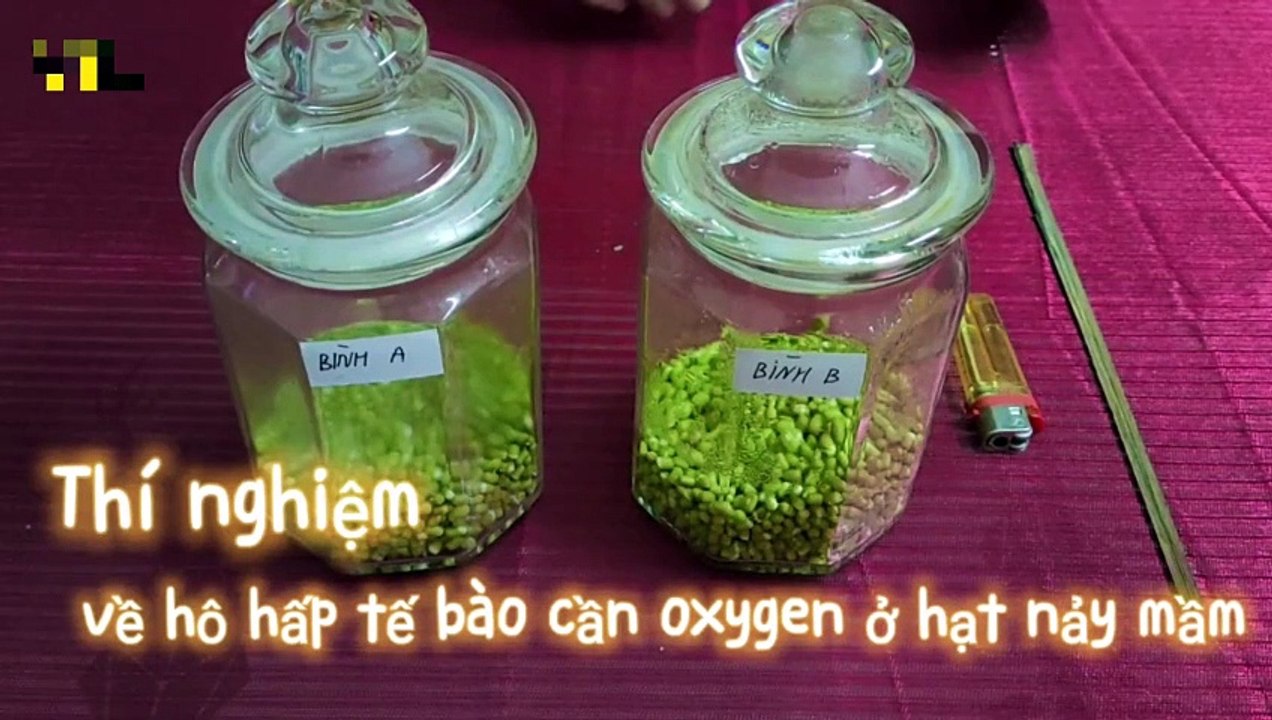 Sinh 11 - Bài 7 Thực hành Một số thí nghiệm về hô hấp ở thực vật