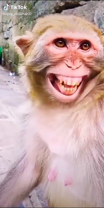 Laughing monkey