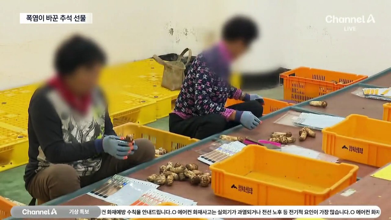 사라진 양양 송이…폭염이 바꾼 추석선물