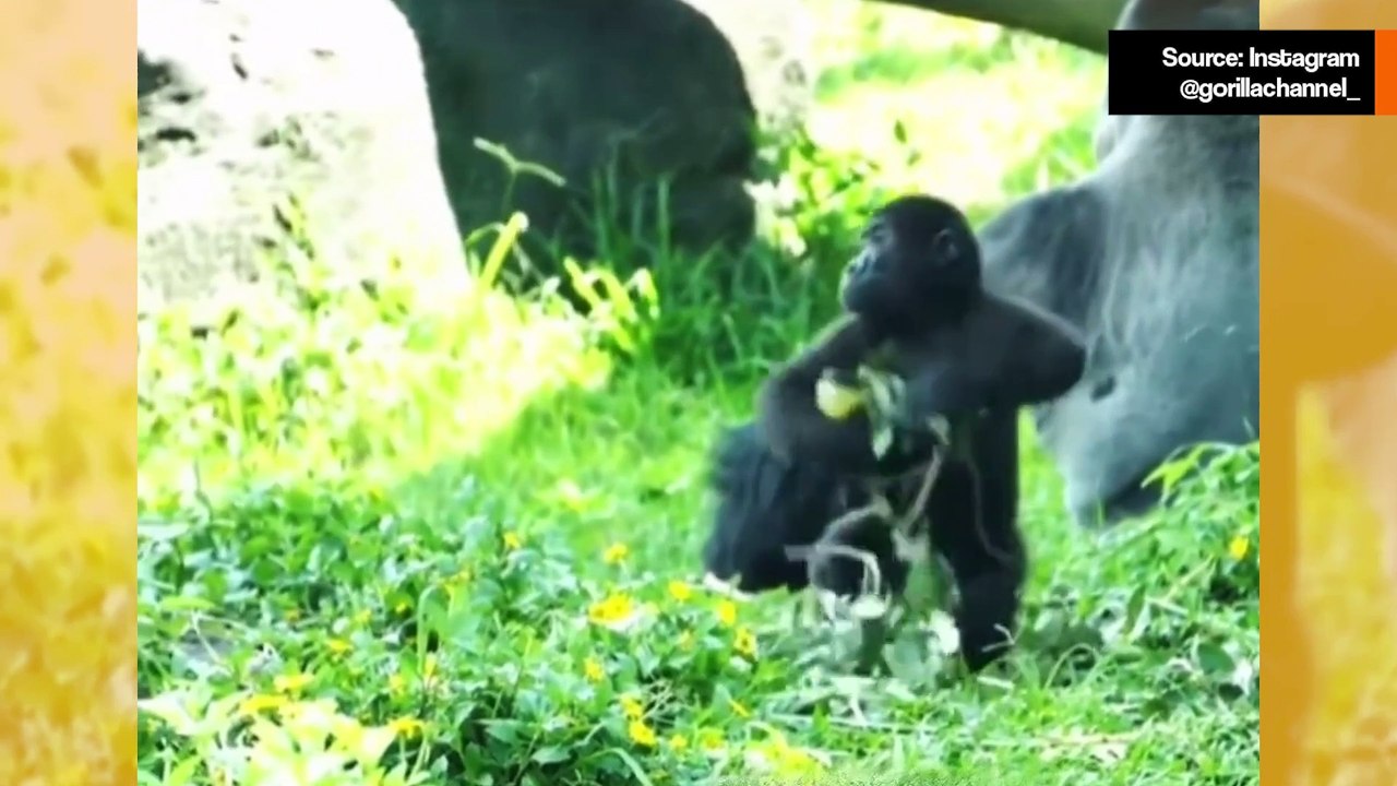 Hulvaton video: Onko vaikeaa käsitellä ihmislasta? Katso kuinka paljon kärsii gorillaäiti