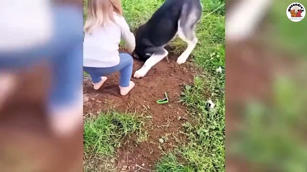 1 Funny Animals Compilations