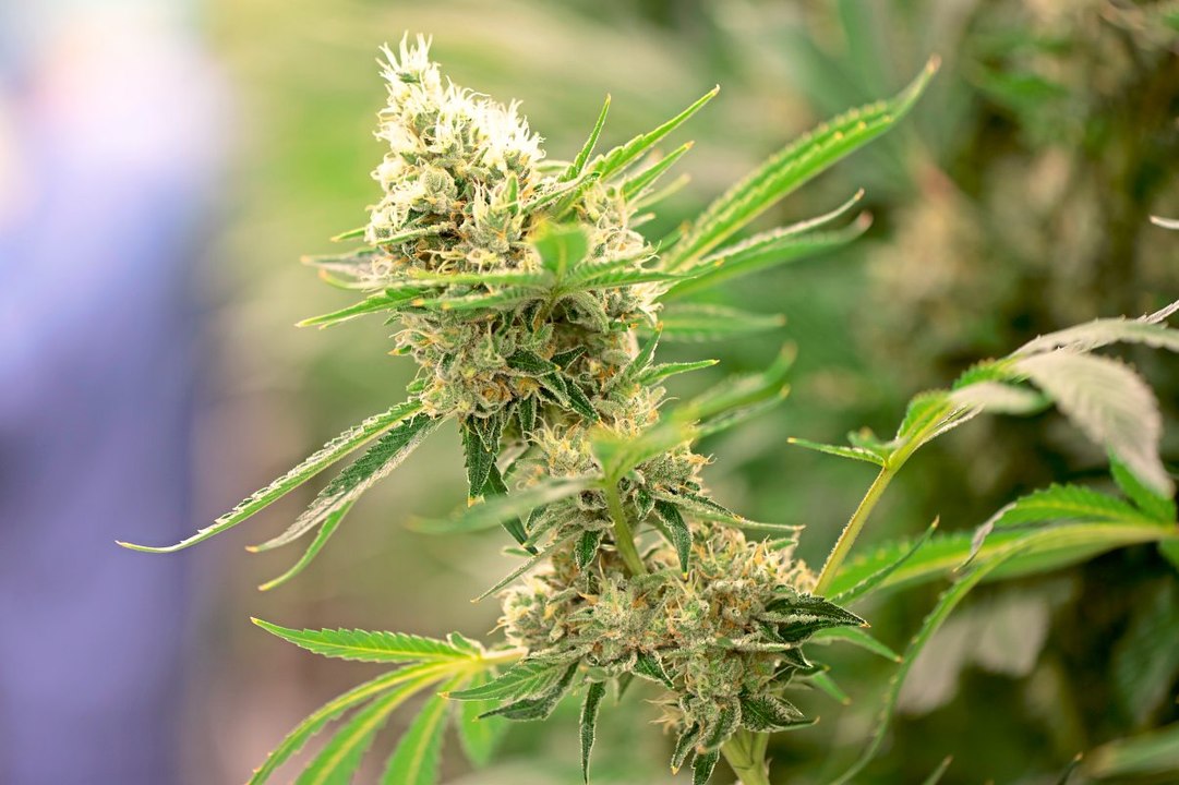 Cannabis-Legalisierung: Das ändert sich ab dem 1. April