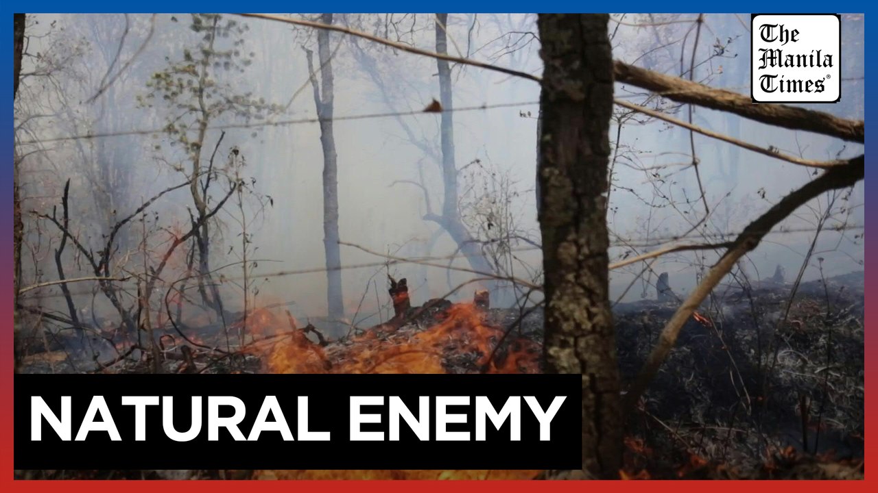 Forest fire hits avocado plantation in Mexico