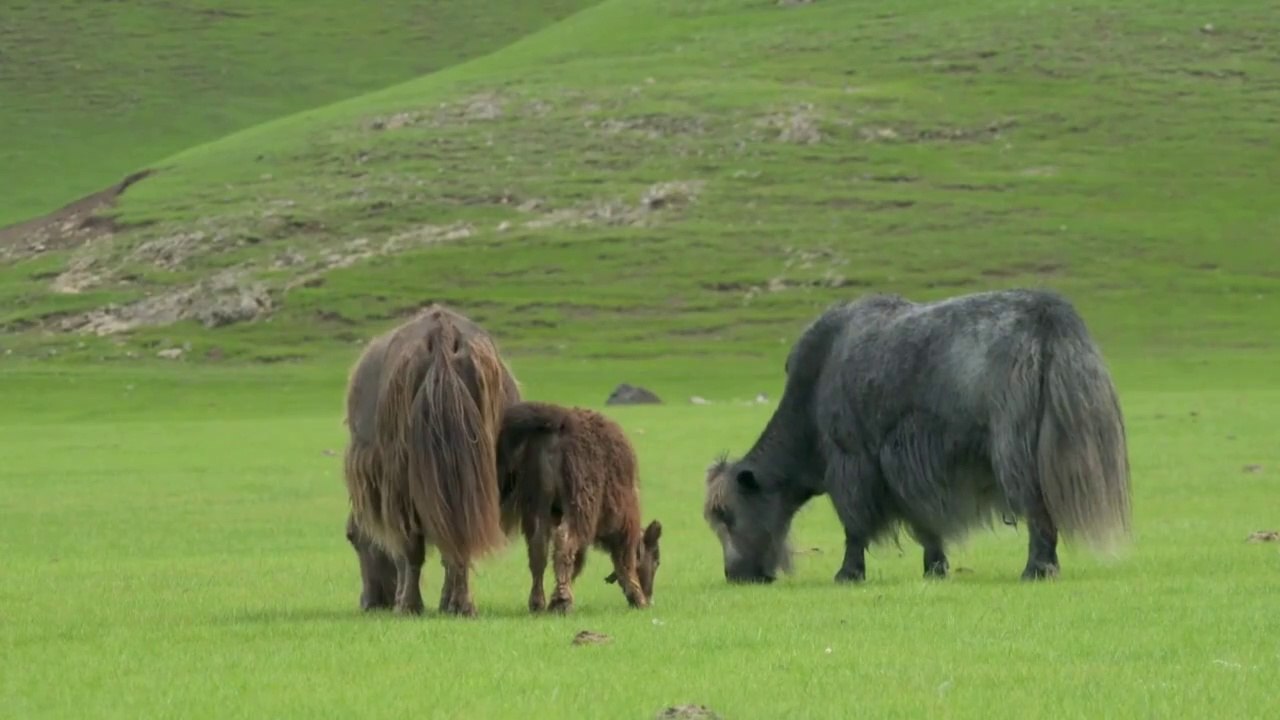 yak animal planet