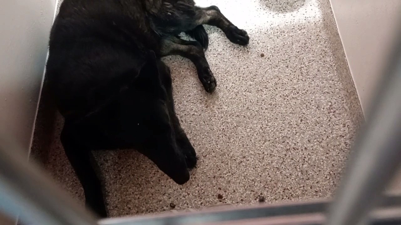 Onyx 9y A550412 kennel 171 PACC shelter VID_20240327_141153796