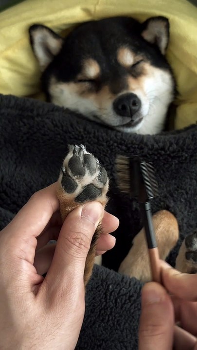 Dog cleaning day I Funny Fails