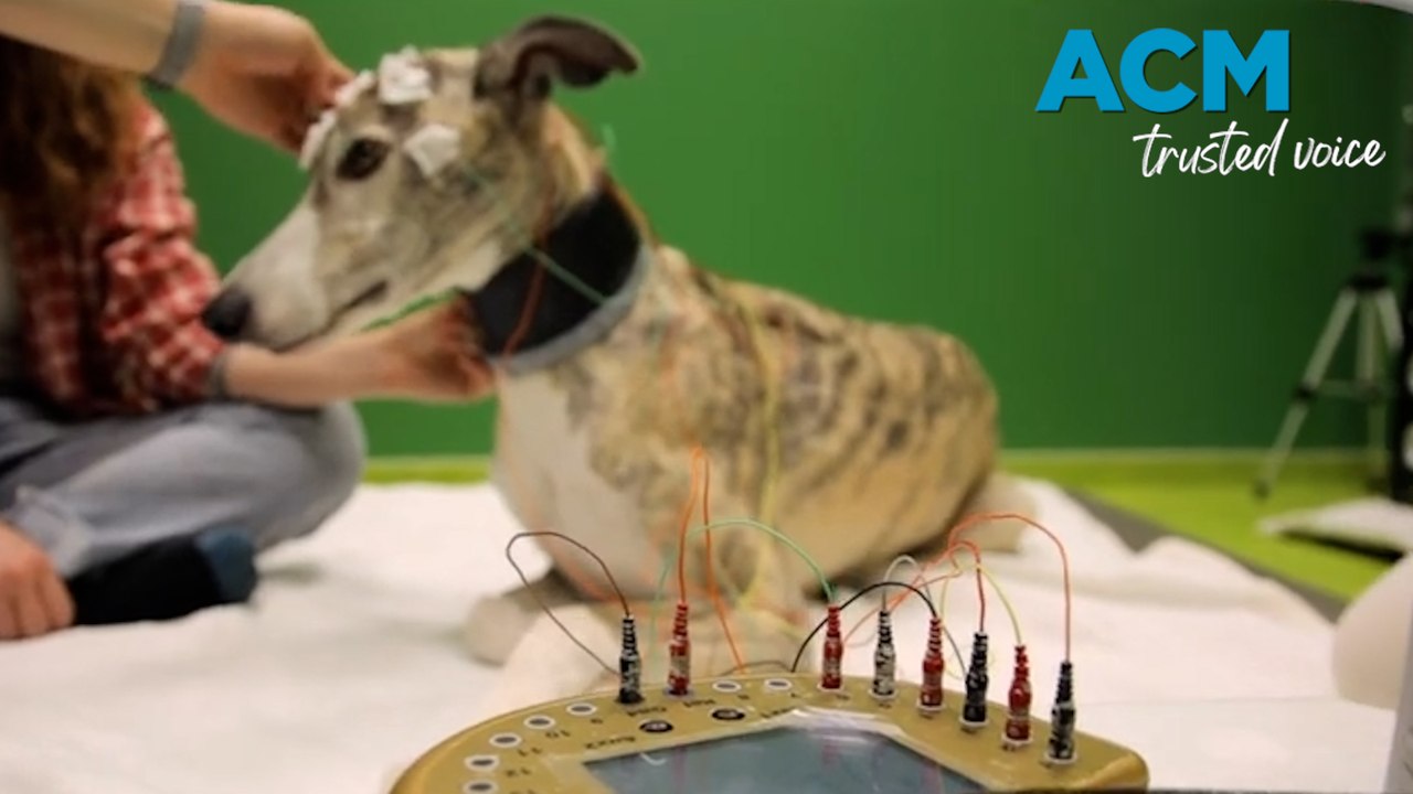 Dogs understand more than you think