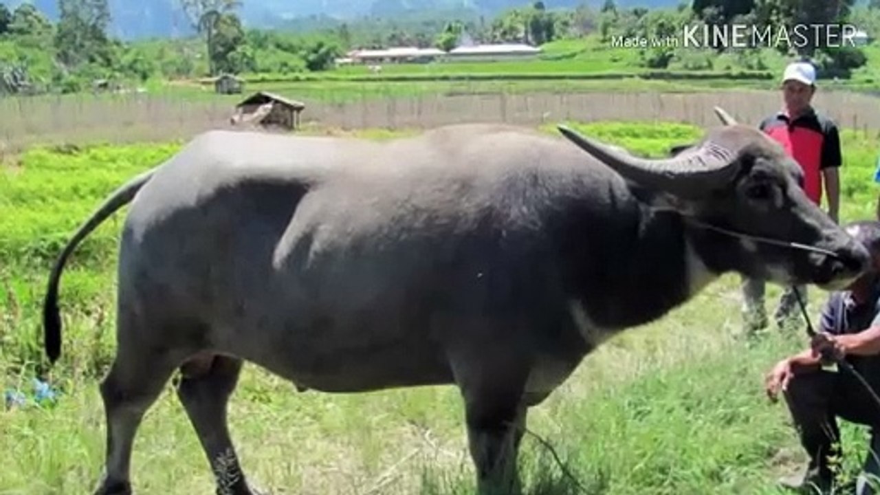 Buffalo and buffalo sounds for children