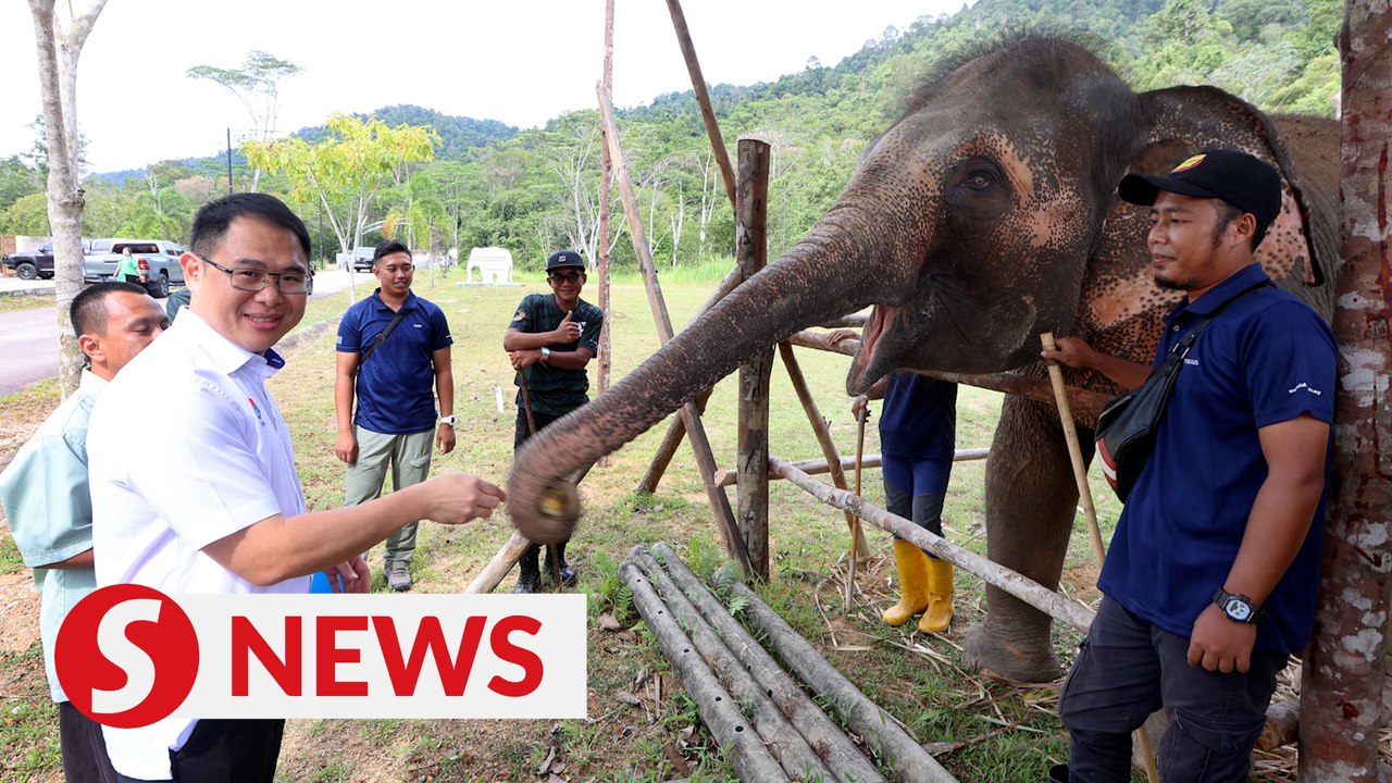 Johor elephant sanctuary shoulders bigger responsibilities to build food bank