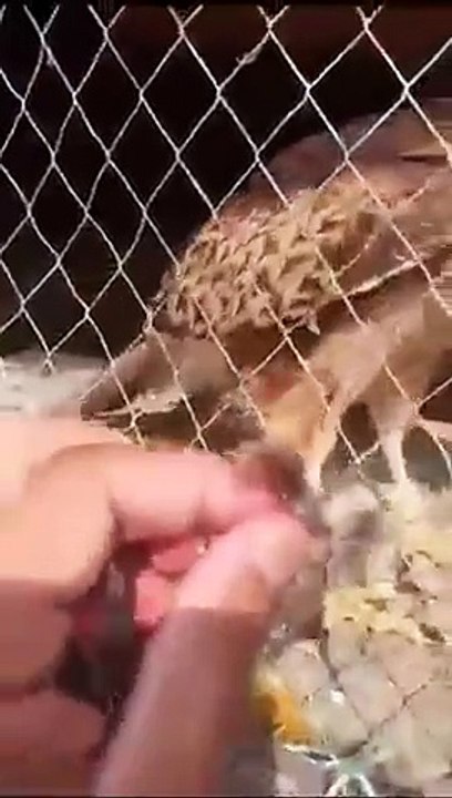 Hungry Eagle best eagle