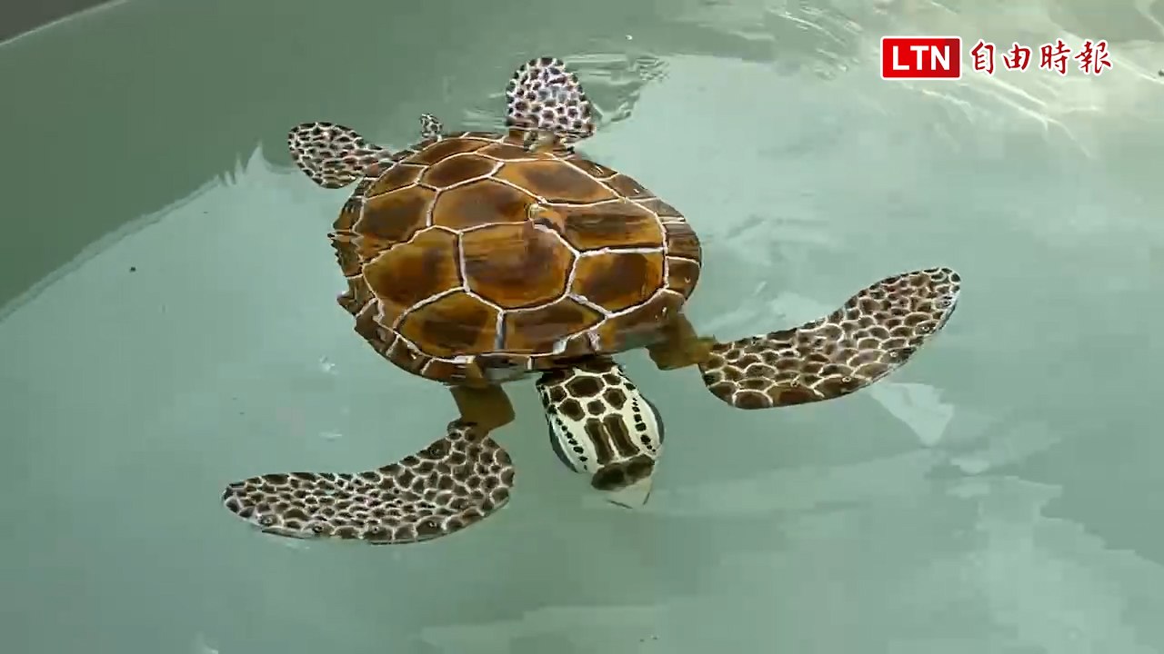 「AI綠蠵龜」進駐澎湖望安綠蠵龜保育中心 超逼真泳姿曝光