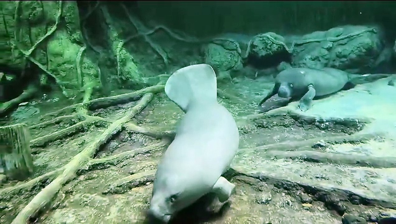 African Manatees