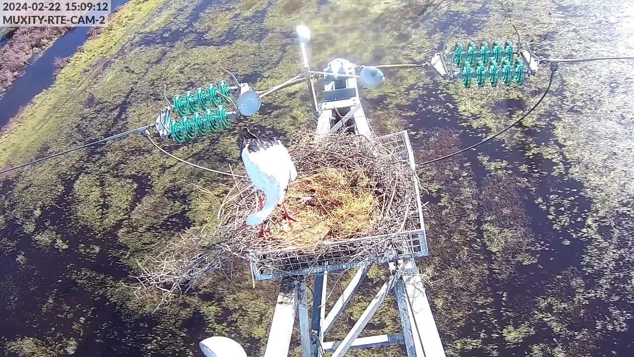 Caméras cigognes 2024 - sur nid2, résumé jusqu'aux pontes incluses