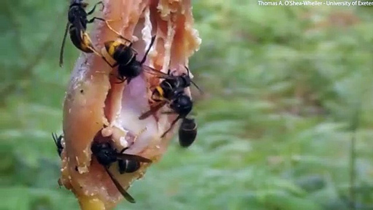 AI trained to detect asian hornets in hope for bee populations