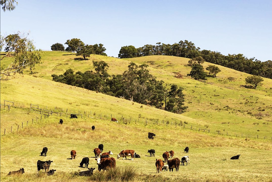 Benwerrin, Pakenham Upper | April 8, 2024 | Farmonline