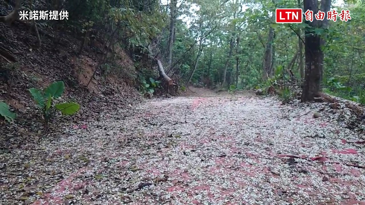 飄「雪」了！八卦山桐花紛飛鋪雪白花毯 漫步林間超浪漫（米諾斯提供）