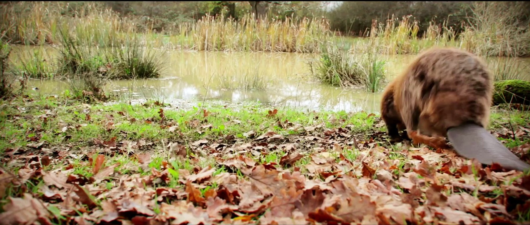 Wilding - Official Trailer