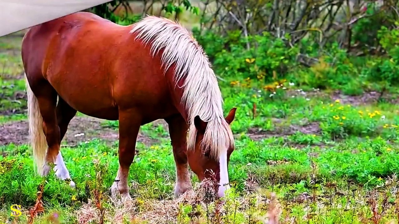 Real Clarity 4K HDR 60fps _ Dolby Vision _ world beautiful animal 4k HDR video