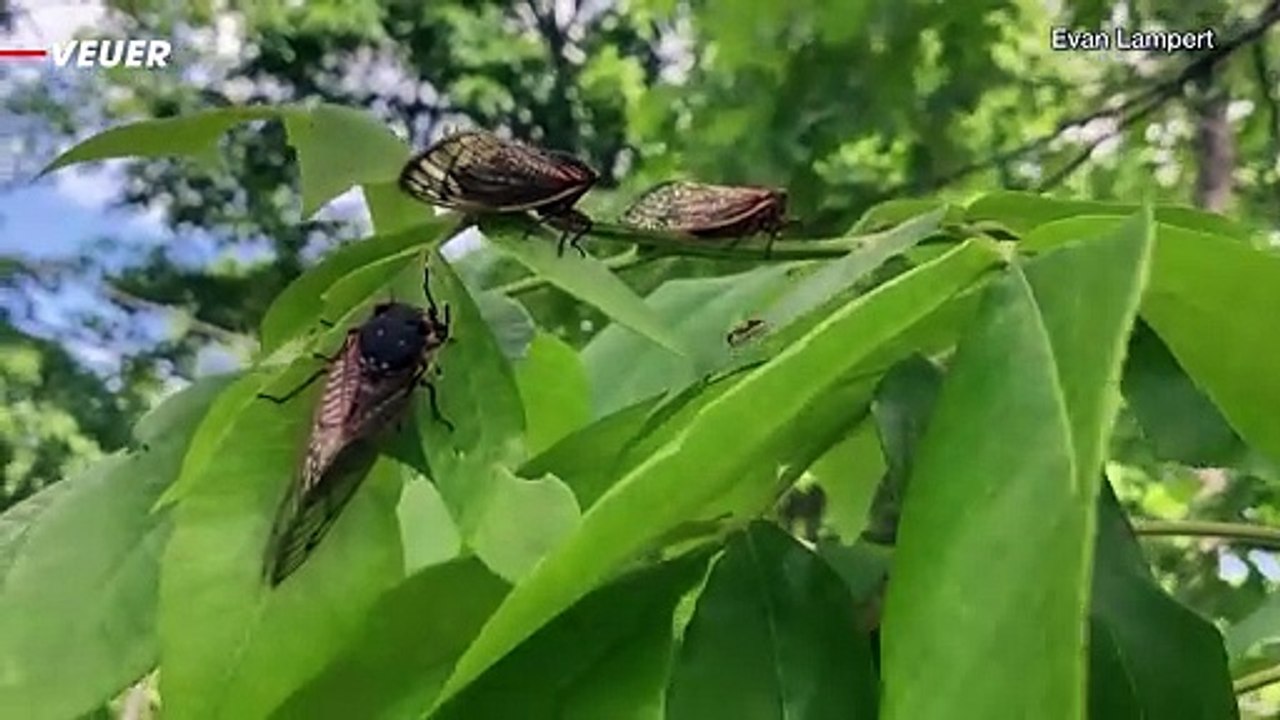 The Cicadas Are Coming