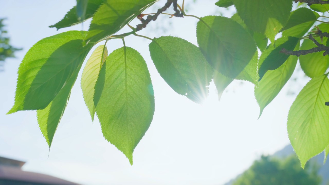 May bank holidays: How many will there be and early weather predictions