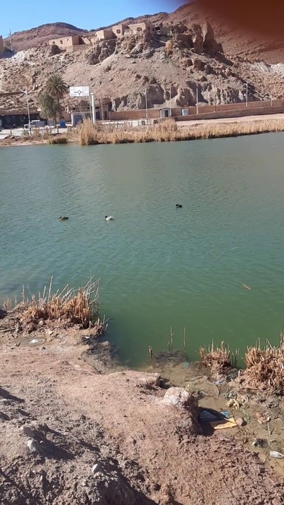 Oasis واحة حمام ورقة الجزائر