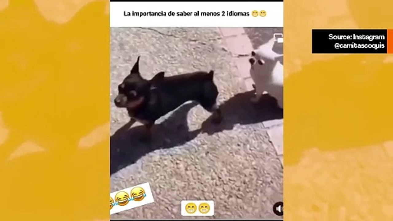 Hulvaton video: kaksikieliset koirat puhuvat sujuvasti kanaa