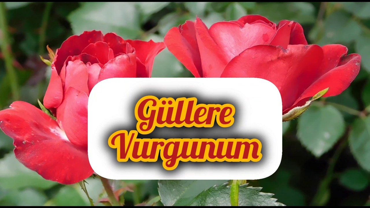 Güllere vurgunum/Müziksiz ilahi