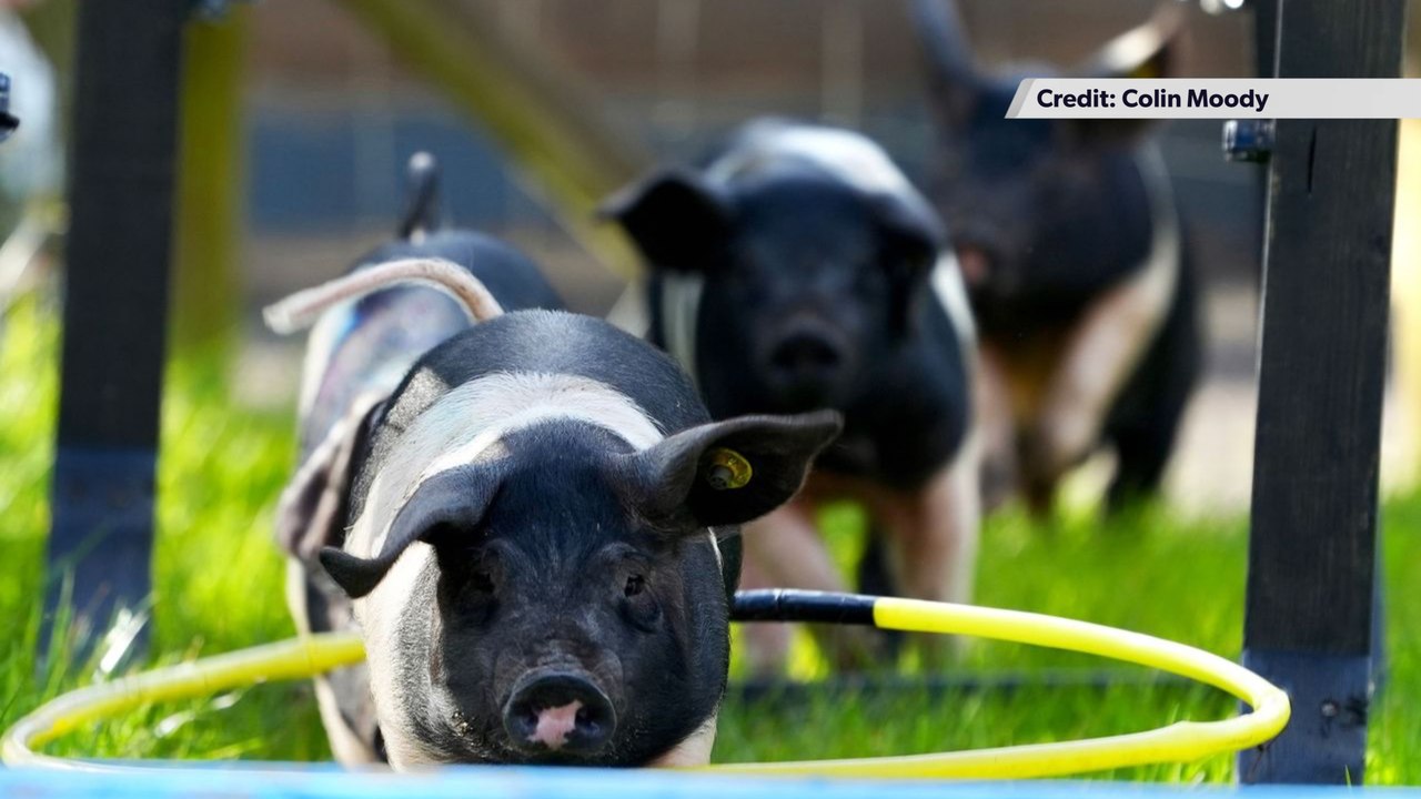 Avon Valley Country Park presents their spring series: Bluey and Bingo come to bristol