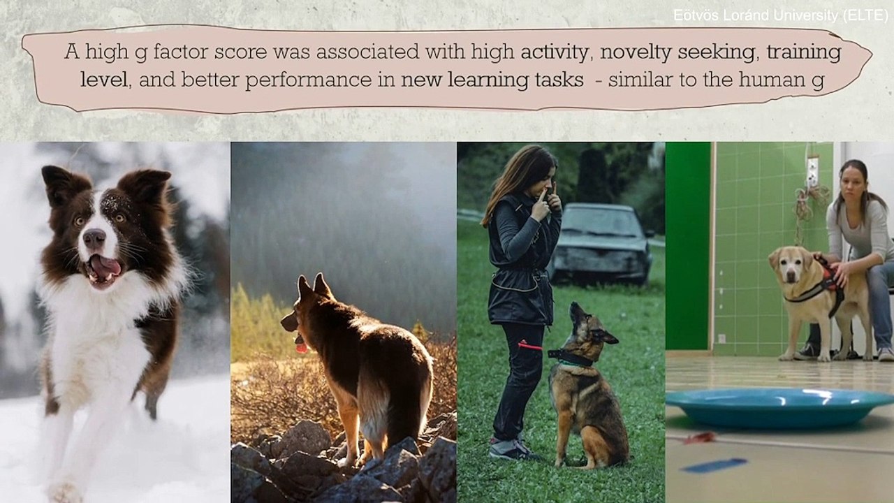 Study finds dogs may possess a key component of intelligence