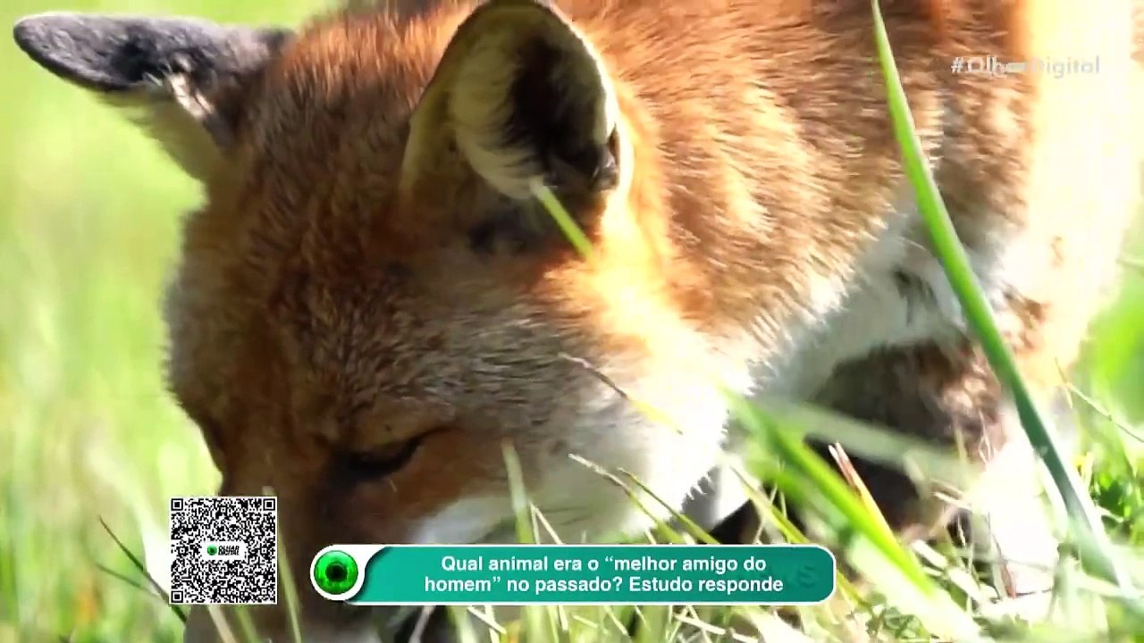 Qual animal era o “melhor amigo do homem” no passado Estudo responde