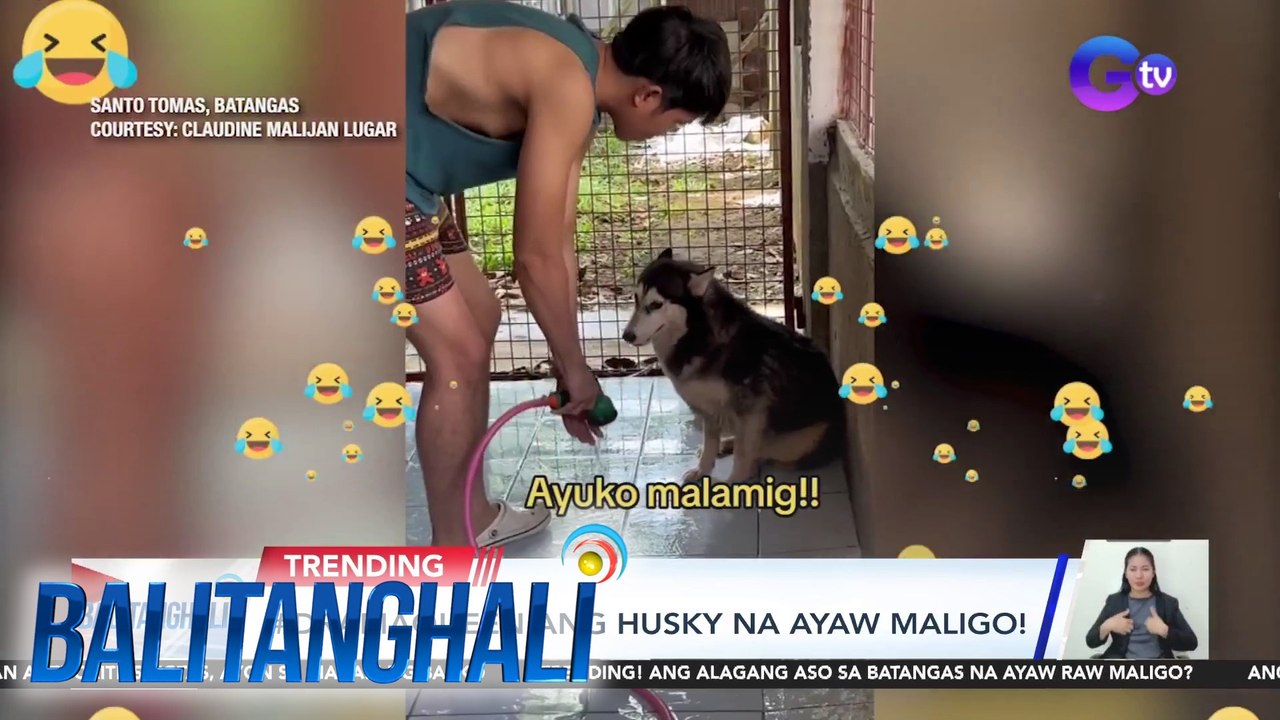 #DramaQueen Ang husky na ayaw maligo! | BT